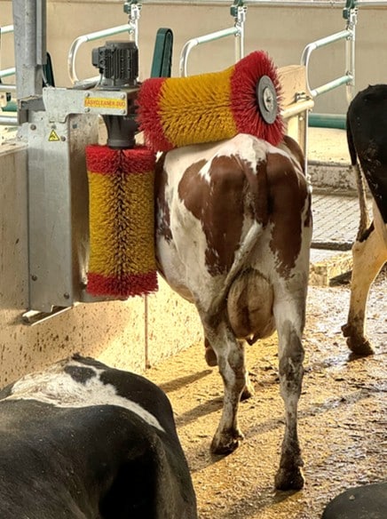 130.5017 suevia easycleaner duo-2