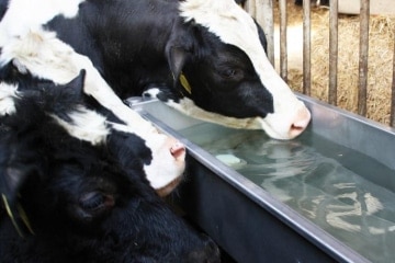 15075XX_Drinkbak_snelafvoer_30_1605_750x750_1464751211420_360x240_acf_cropped_360x240_acf_cropped