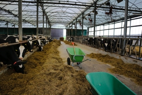 Koeienstal | Schrijver Stalinrichting