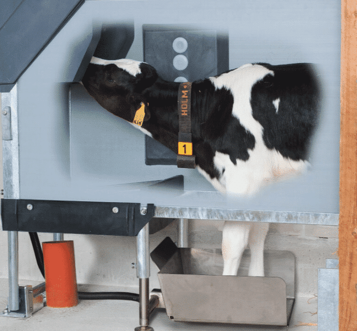 Kalf in Holm en Laue drinkautomaat