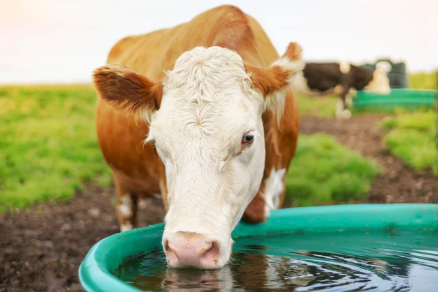 cattle drinking water-1